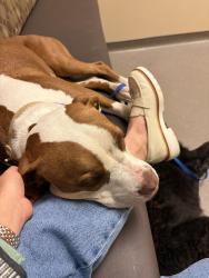 Found/Stray Female Dog last seen Near van alen, Durham, NC 27701