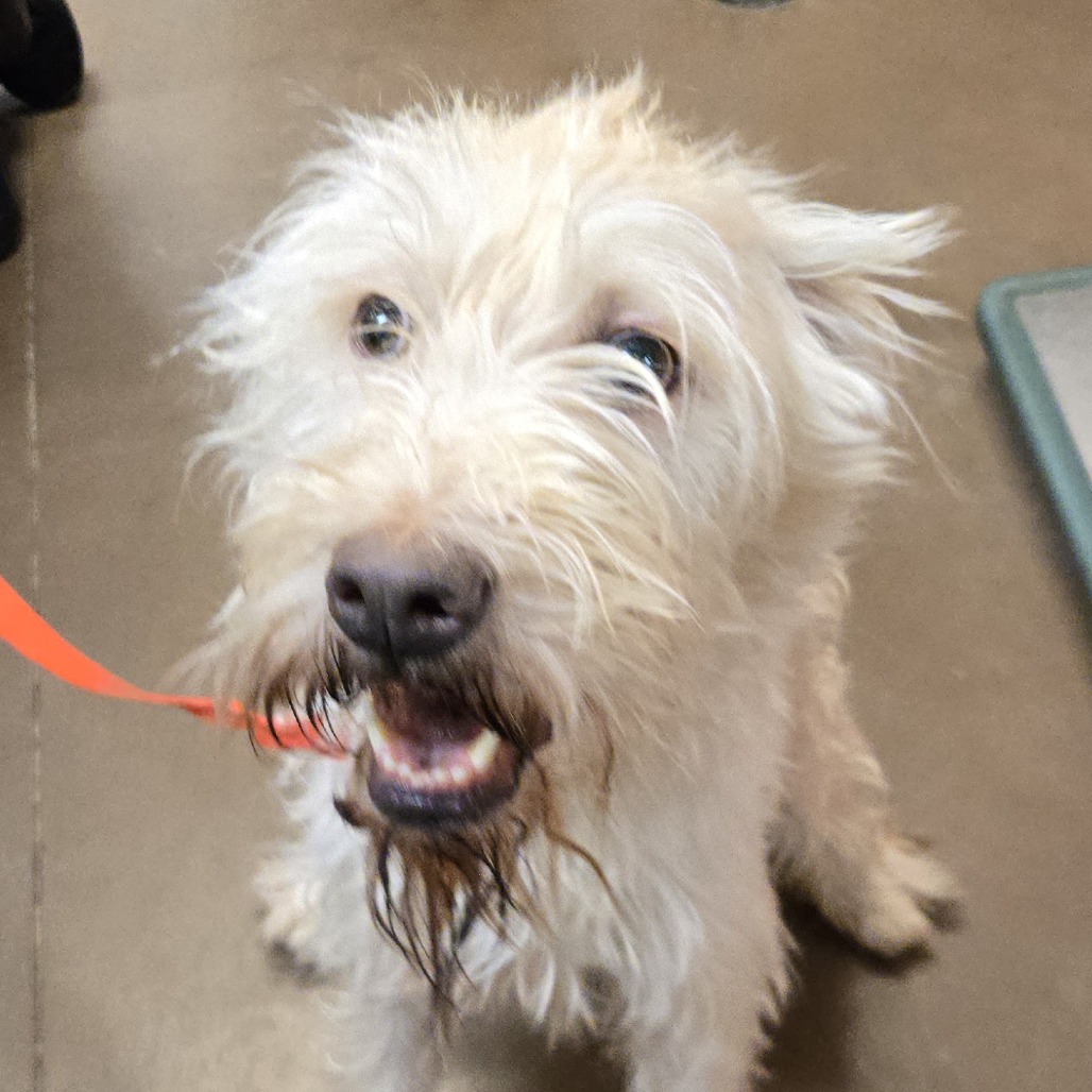 Shelter Stray Male Dog last seen , 11665 US-89, Flagstaff, AZ 86004, USA