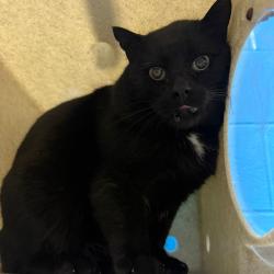 Shelter Stray Male Cat last seen , 800 Southwest Dr, Cheyenne, WY 82007, USA
