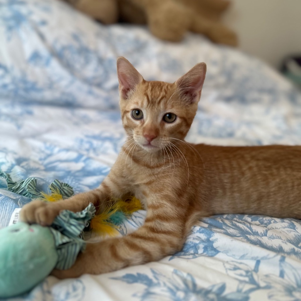 Shelter Stray Male Cat last seen , 8020 Washington St, Port Richey, FL 34668, USA