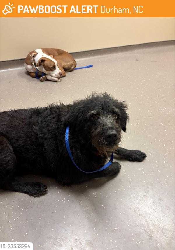 Found/Stray Male Dog last seen Near van alen, Durham, NC 27701