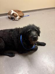 Found/Stray Male Dog last seen Near van alen, Durham, NC 27701