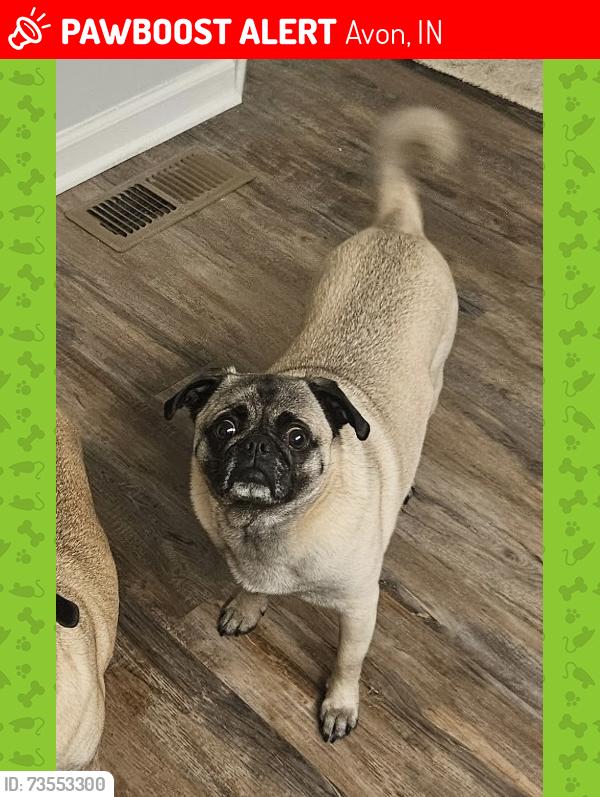 Lost Female Dog last seen Red Dunes Run and E County 100 N, Avon, IN 46123