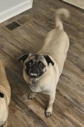 Lost Female Dog last seen Red Dunes Run and E County 100 N, Avon, IN 46123