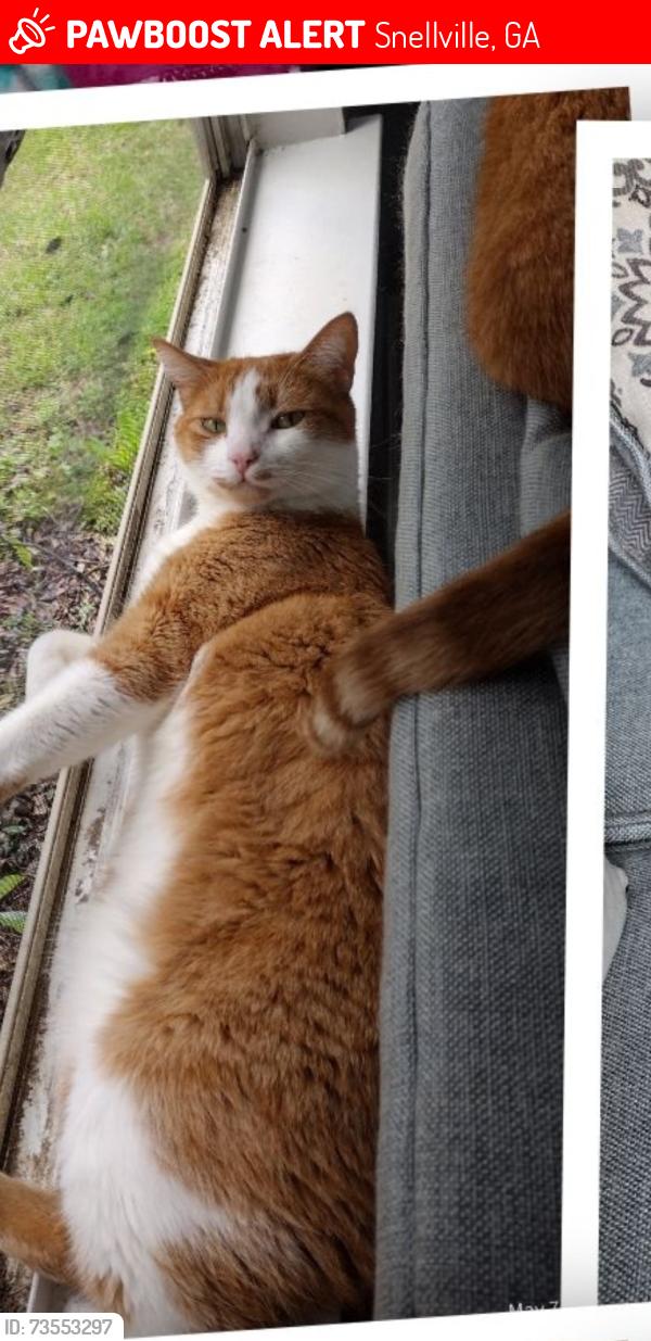 Lost Male Cat last seen Lenora Church Road, Snellville, GA 30078