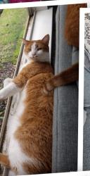 Lost Male Cat last seen Lenora Church Road, Snellville, GA 30078