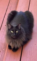 Reunited Male Cat last seen Near Petersfield Pl & Old Baltimore, Olney, MD 20832