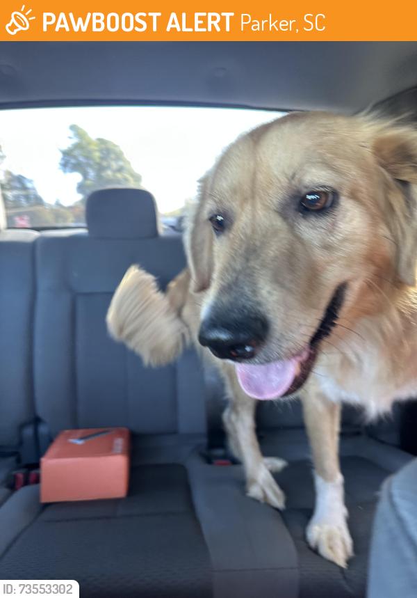 Found/Stray Female Dog last seen Old Easley Highway near View Mobile Home park, Parker, SC 29611