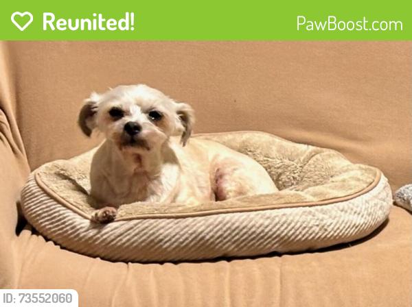 Reunited Male Dog last seen Teddington Park Drive (and Cheyenne), Plano, TX 75023, Plano, TX 75023