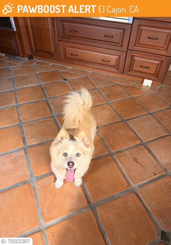 Found/Stray Unknown Dog last seen N/a, El Cajon, CA 92021
