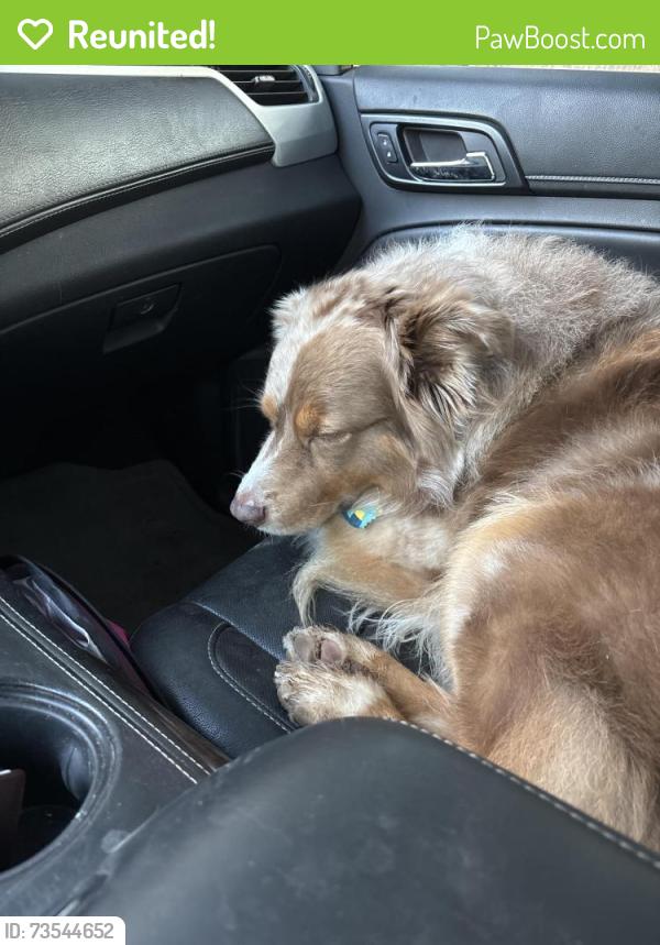 Reunited Male Dog last seen 101st and Indiana, Lubbock, TX 79423