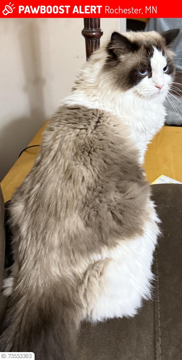 Lost Male Cat last seen Broadway, Rochester, MN 55901