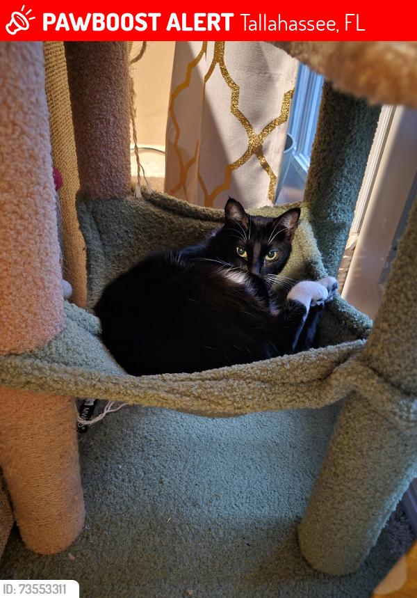 Lost Female Cat last seen Arthurs Court Lane and Stonehouse Rd, Tallahassee, FL 32301
