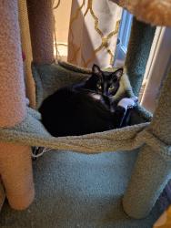 Lost Female Cat last seen Arthurs Court Lane and Stonehouse Rd, Tallahassee, FL 32301