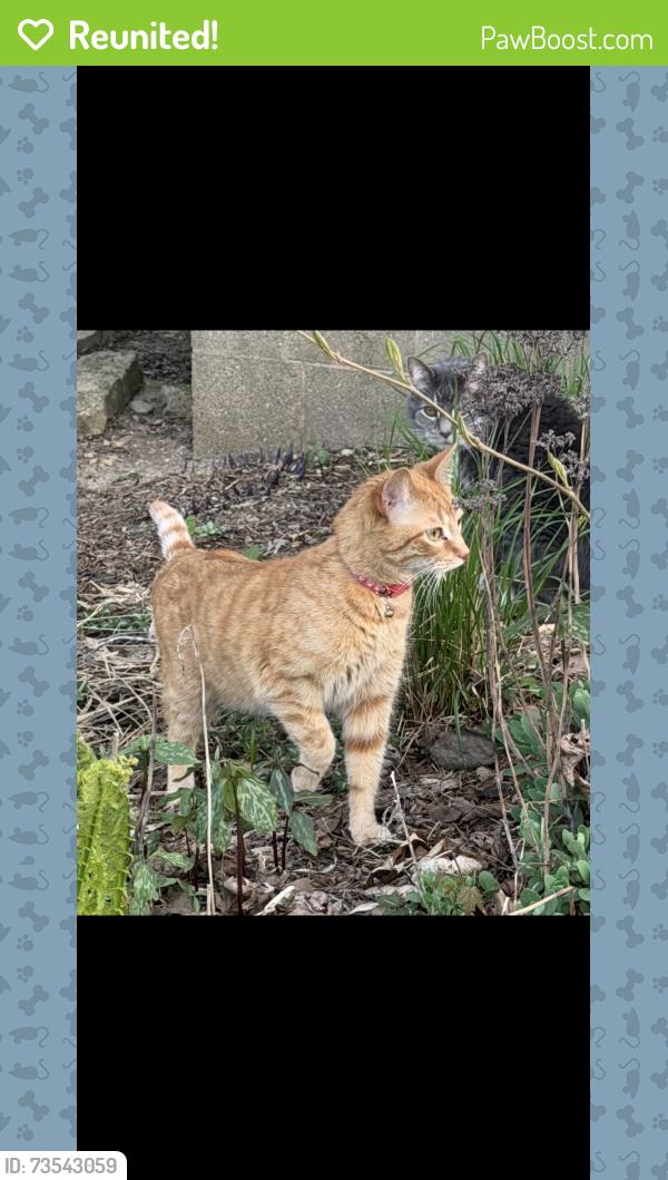 Reunited Male Cat last seen Pin Oak court neighborhood, Menomonee Falls, WI 53051
