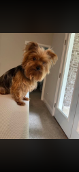 Reunited Female Dog last seen Florida Pkwy, Kissimmee, Fl 34743, Buena Ventura Lakes, FL 34743