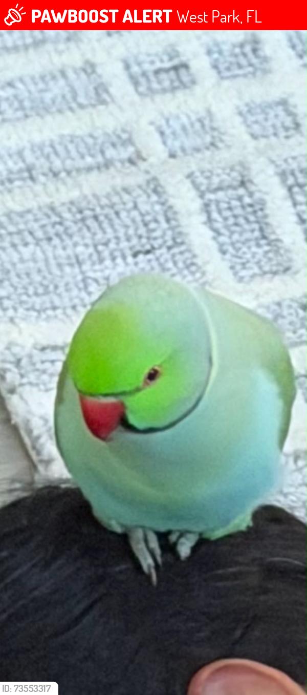 Lost Male Bird last seen Harvard road, West Park, FL 33023