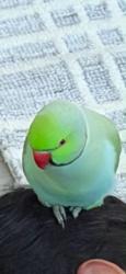 Lost Male Bird last seen Harvard road, West Park, FL 33023