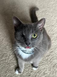 Lost Female Cat last seen Reservation rd and Deanne Drive, York County, SC 29704