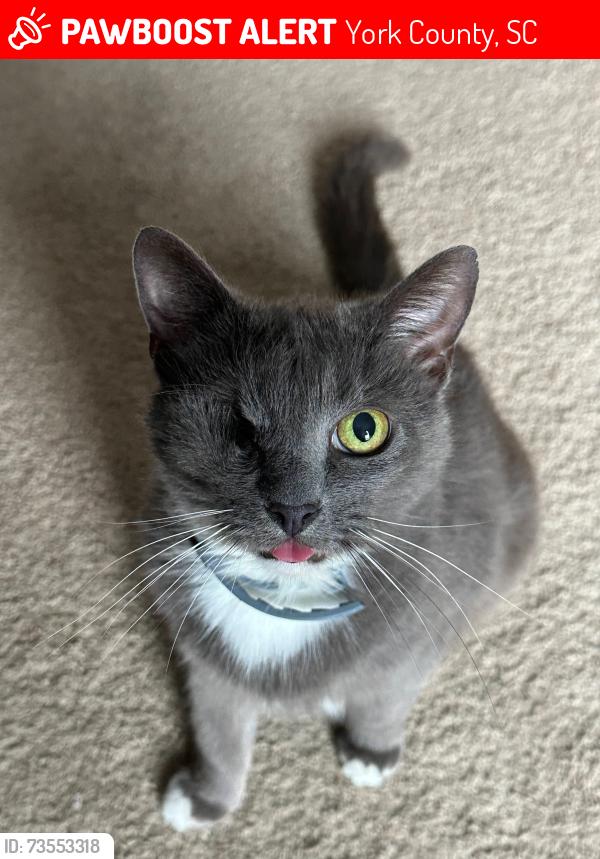 Lost Female Cat last seen Reservation rd and Deanne Drive, York County, SC 29704