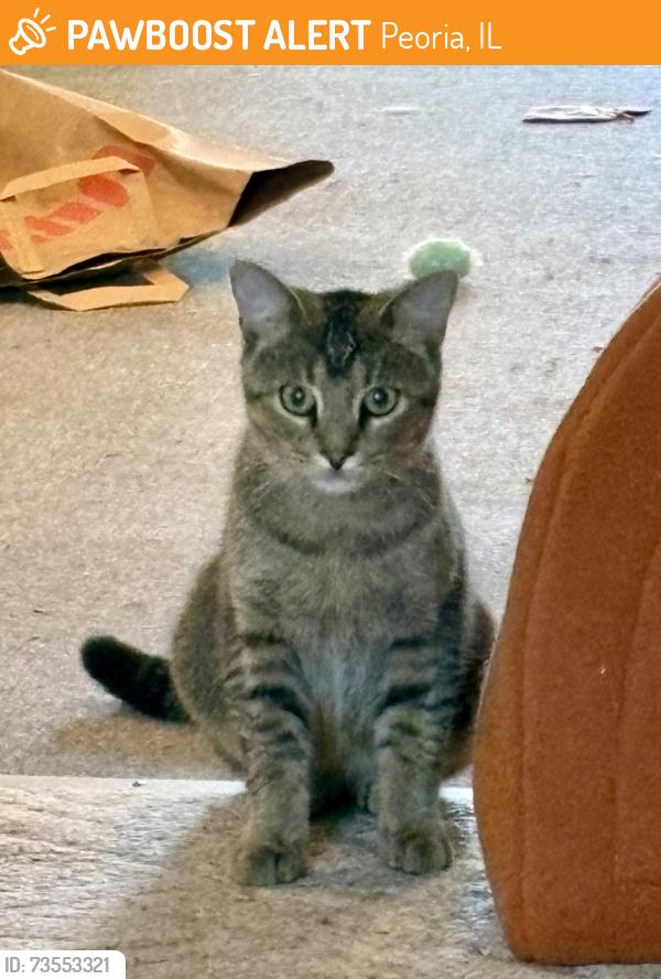 Found/Stray Female Cat last seen Salvation Army, Peoria, IL 61603
