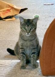 Found/Stray Female Cat last seen Salvation Army, Peoria, IL 61603