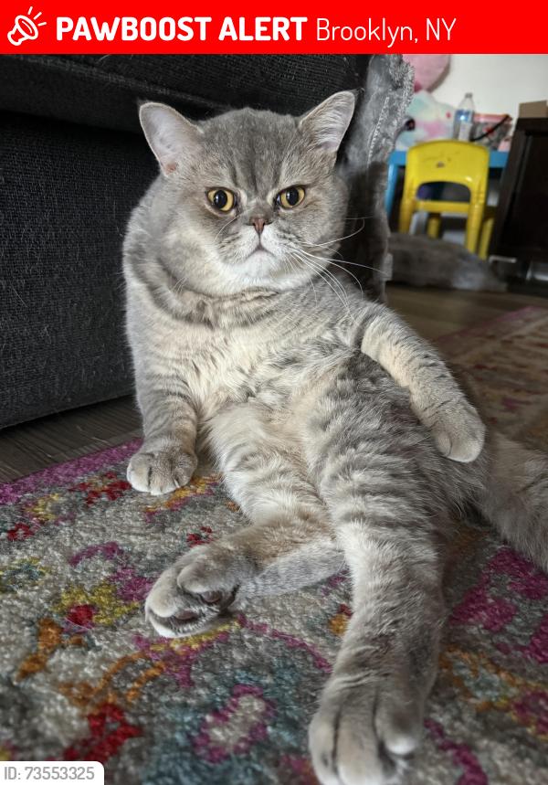 Lost Female Cat last seen Coney Island, Brooklyn, NY 11223