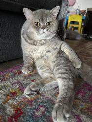 Lost Female Cat last seen Coney Island, Brooklyn, NY 11223