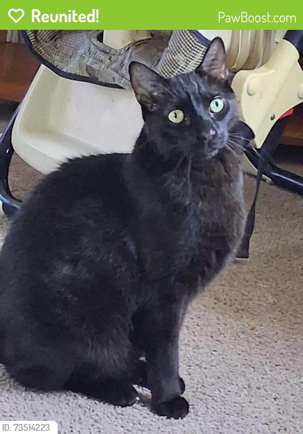Reunited Male Cat last seen Jefferson Elementary, Kenosha, WI 53140