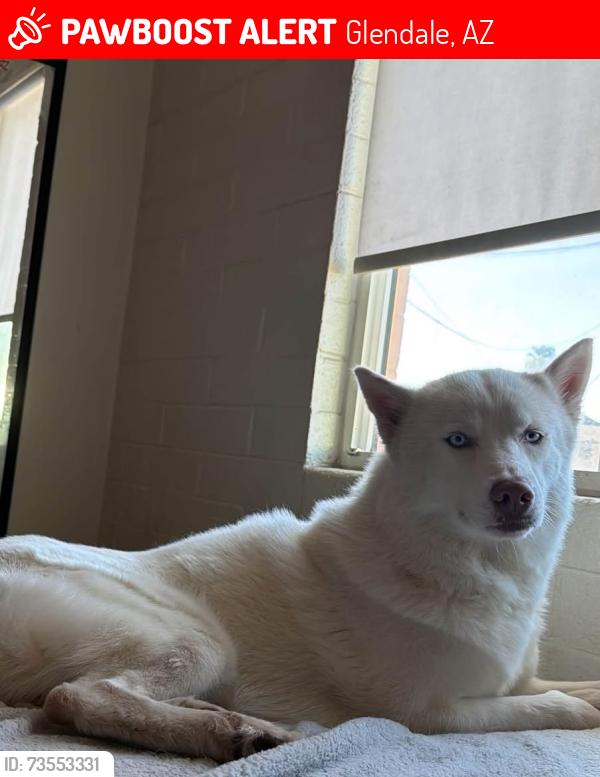 Lost Male Dog last seen Trevizos tavern, Glendale, AZ 85301