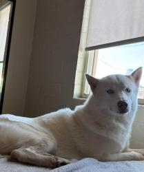 Lost Male Dog last seen Trevizos tavern, Glendale, AZ 85301