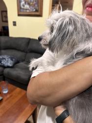 Reunited Female Dog last seen Matson and 18th, Sacramento, CA 95822