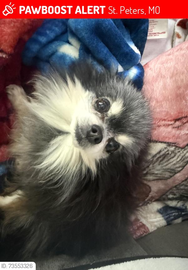 Lost Male Dog last seen Near country acres drive, St. Peters, MO 63376