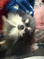 Lost Male Dog last seen Near country acres drive, St. Peters, MO 63376