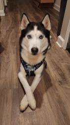 Reunited Male Dog last seen Log shoals rd, Simpsonville, SC 29680