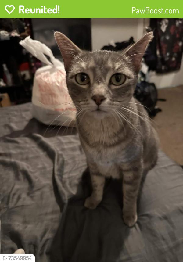 Reunited Female Cat last seen Shropshire St, Fort Worth, TX 76105