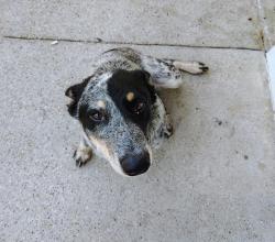 Found/Stray Male Dog last seen Motel 6 parking lot & back side of hotel grounds, Dallas, TX 75217
