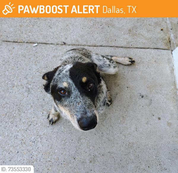 Found/Stray Male Dog last seen Motel 6 parking lot & back side of hotel grounds, Dallas, TX 75217