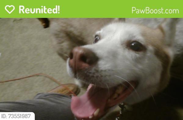 Reunited Female Dog last seen Near Sunset Drive, Mount Dora, FL 32757, Mount Dora, FL 32757