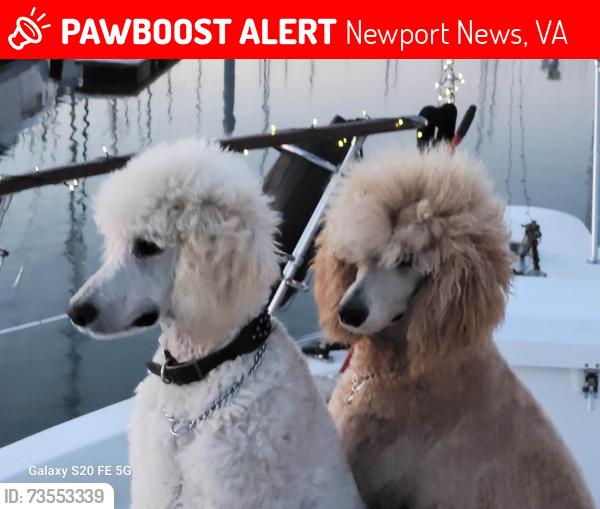 Lost Male Dog last seen Mercury blvd in the Newmarket area, Newport News, VA 23605