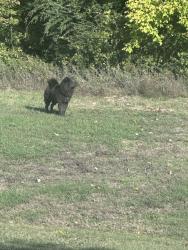 Lost Unknown Dog last seen Crosstimbers Park South, Clear Ridge Ln,  75077