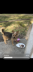 Found/Stray Male Dog last seen Blyth dr, Dallas, TX 75201