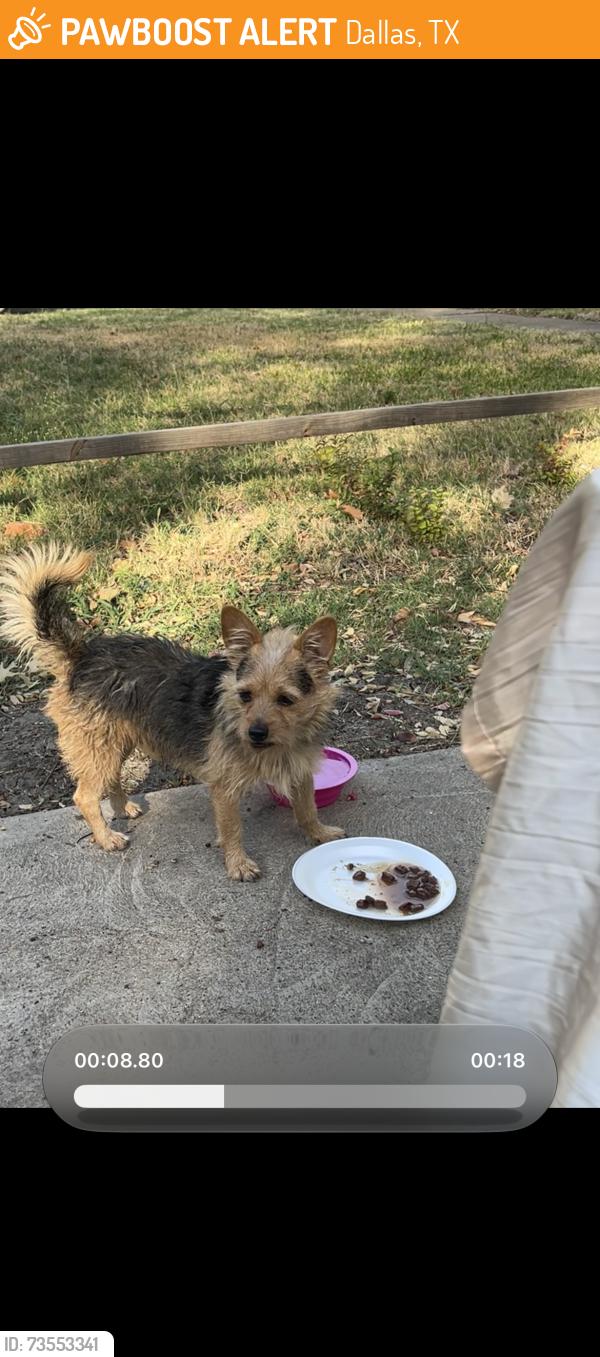 Found/Stray Male Dog last seen Blyth dr, Dallas, TX 75201