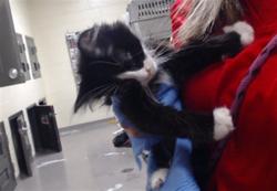 Shelter Stray Male Cat last seen Near BLOCK E 75TH AVE DENVER CO 80249, 1241 W Bayaud Ave, Denver, CO 80223, USA