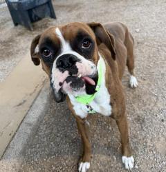 Shelter Stray Male Dog last seen , 4000 N Silverbell Rd, Tucson, AZ 85745, USA