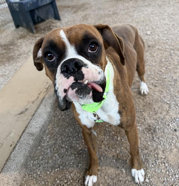 Shelter Stray Male Dog last seen , 4000 N Silverbell Rd, Tucson, AZ 85745, USA