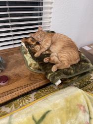 Found/Stray Male Cat last seen Moreno Valley Unified School District Main Office, Moreno Valley, CA 92553