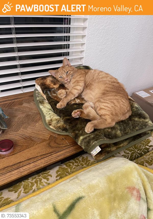 Found/Stray Male Cat last seen Moreno Valley Unified School District Main Office, Moreno Valley, CA 92553