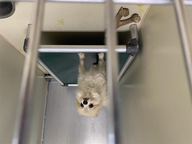 Shelter Stray Male Dog last seen 60TH/VILET, 3839 W Burnham St, West Milwaukee, WI 53215, USA