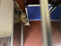 Shelter Stray Female Dog last seen Near BLOCK S 17TH ST, 3839 W Burnham St, West Milwaukee, WI 53215, USA